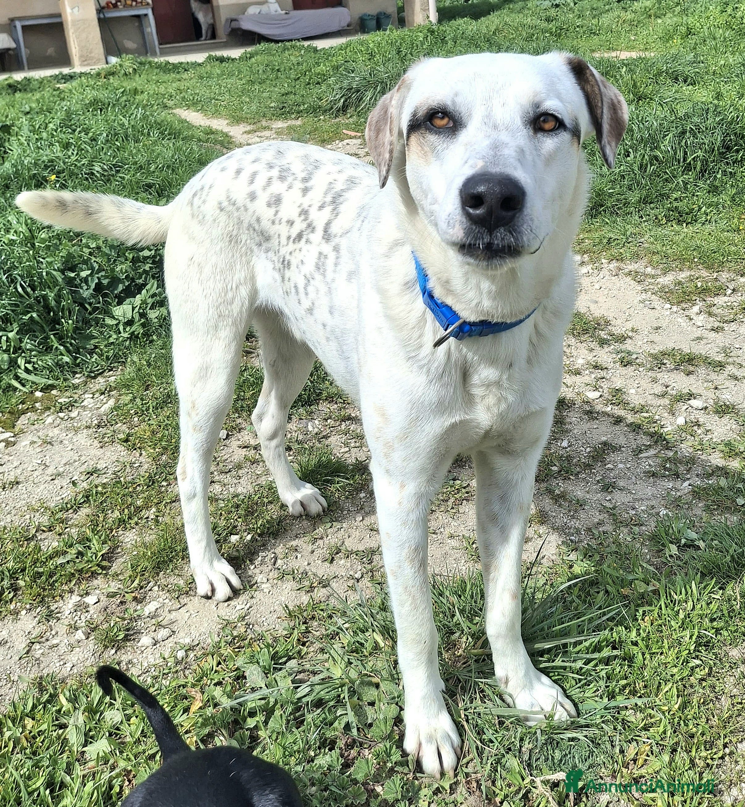 Meticcio cani Blues 1 anno taglia media grande  a Città metropolitana di Palermo - Annuncio 1