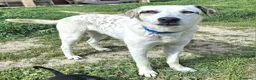Meticcio cani in regalo: Blues 1 anno taglia media grande  a Città metropolitana di Palermo - Annuncio 1