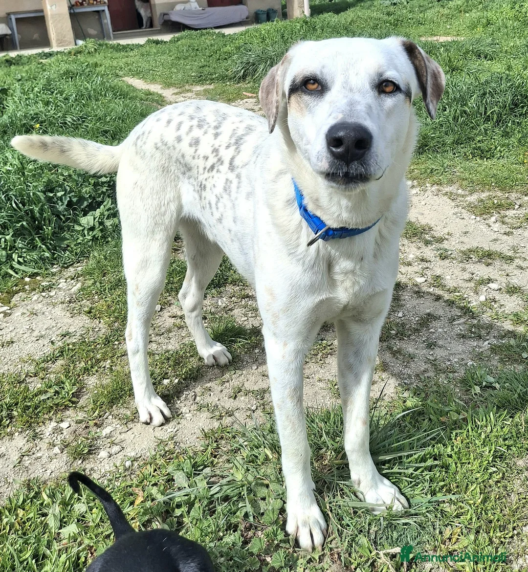 Meticcio cani in regalo: Blues 1 anno taglia media grande  a Città metropolitana di Palermo - Annuncio 1