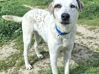 Meticcio cani Blues 1 anno taglia media grande a Città metropolitana di Palermo - Annuncio 1