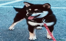 Shiba Inu cani in vendita: Shiba inu cuccioli  a Province of Pavia - Immagine 21