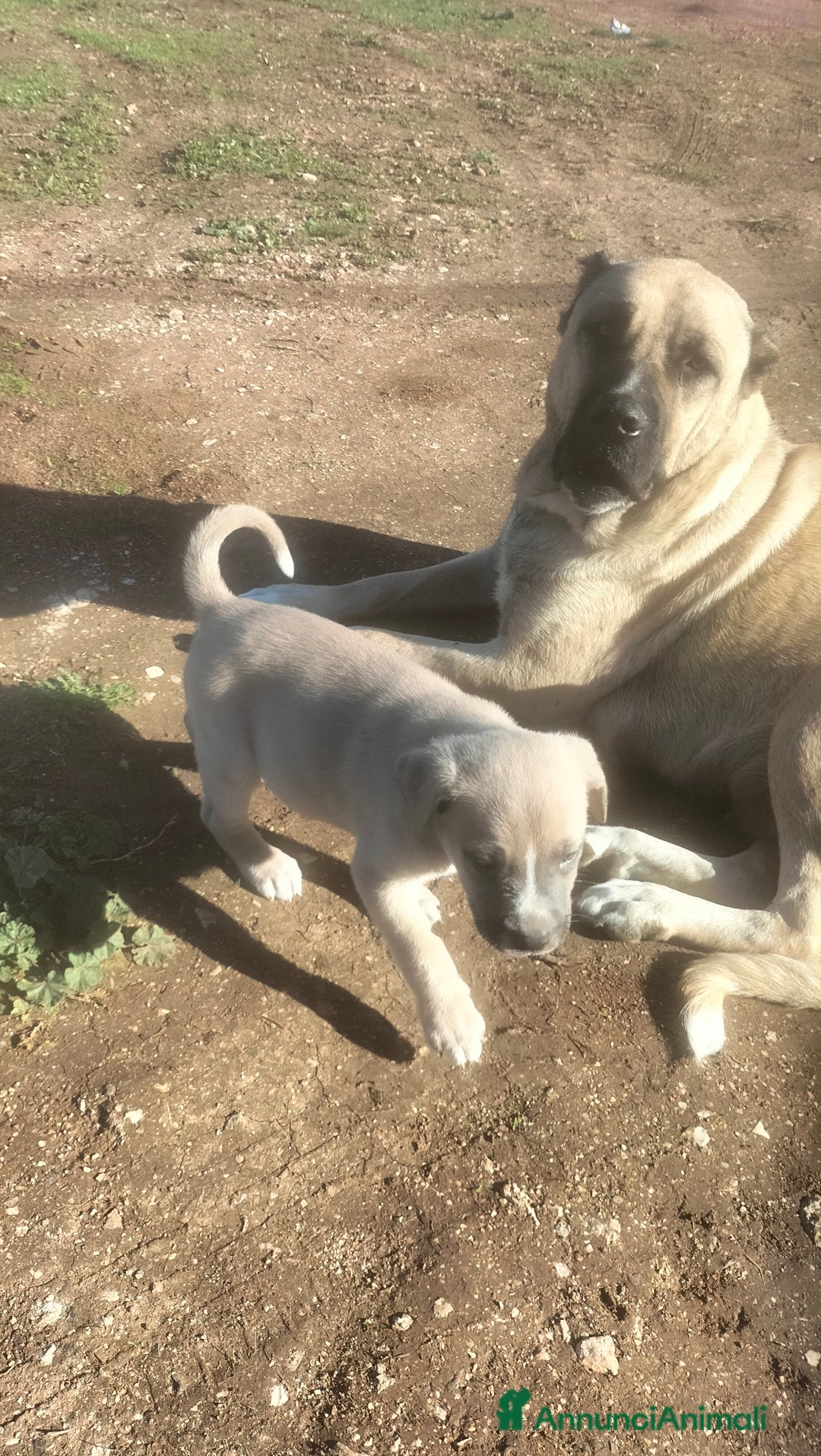 Cane Corso cani in vendita: Cuccioli di cane corso  - Annuncio 5