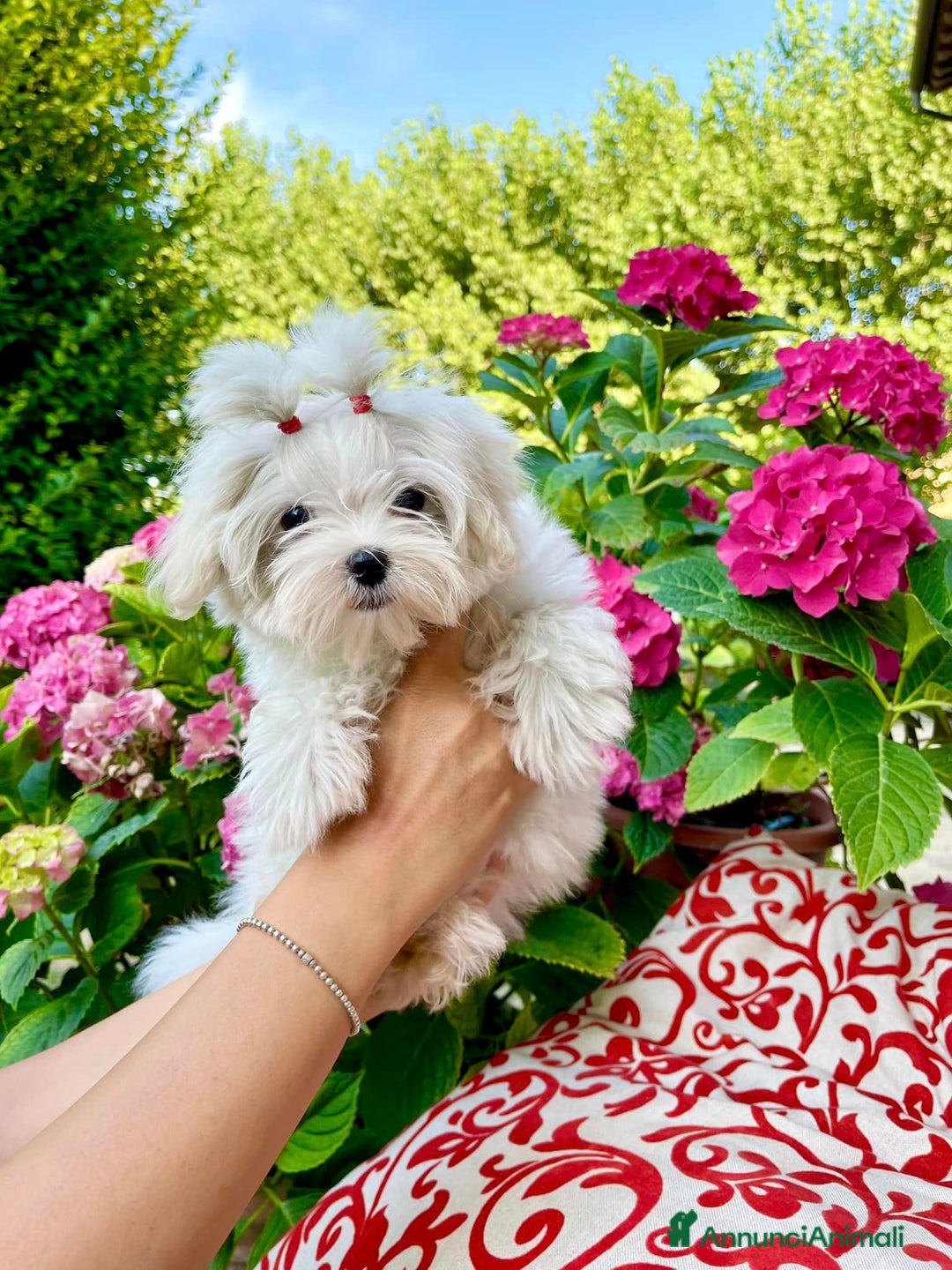 Maltese cani in vendita: Meravigliosi Cuccioli Maltesi mini a Provincia di Modena - Annuncio 2