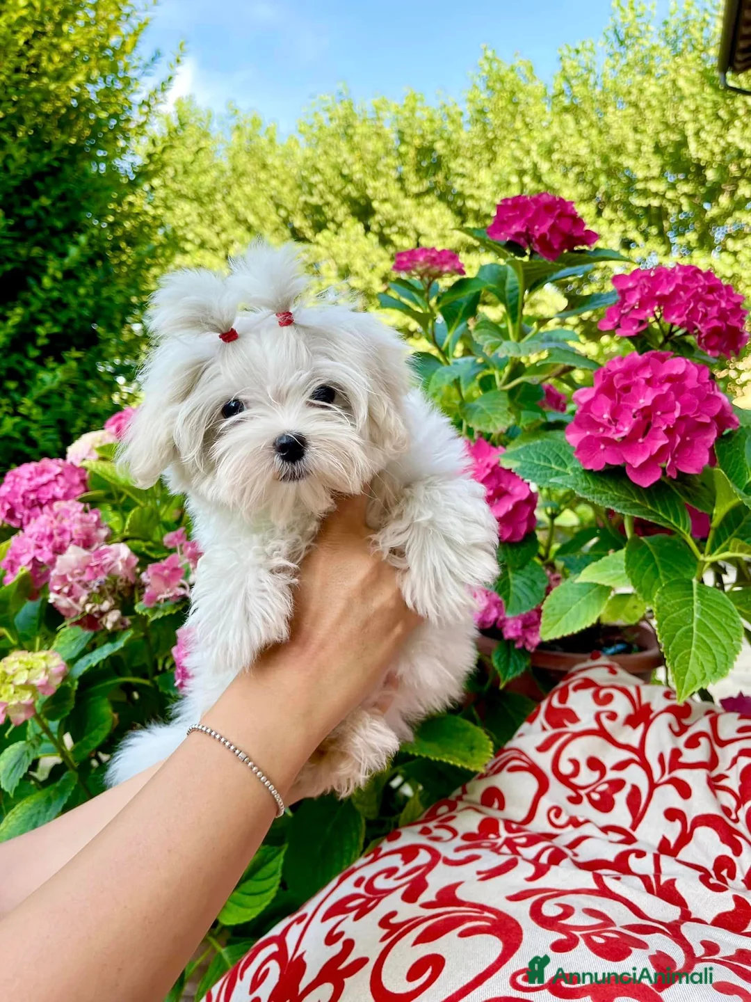 Maltese cani in vendita: Meravigliosi Cuccioli Maltesi mini a Provincia di Modena - Annuncio 2