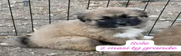 Meticcio cani in regalo: Cuccioli invisibili da salvare  a Provincia di Pistoia - Annuncio 3