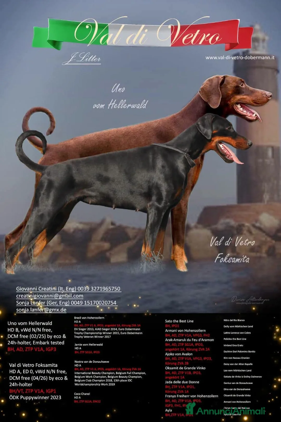 Dobermann cani in vendita: Cuccioli di Dobermann  - Annuncio 1