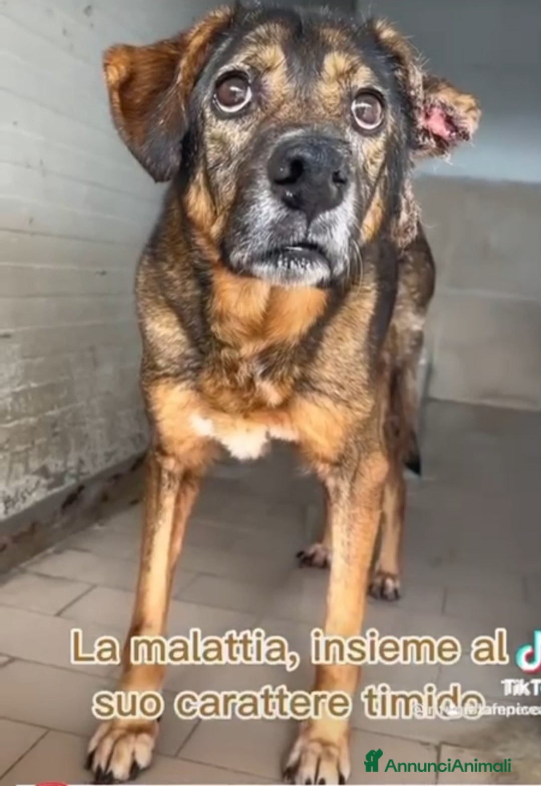 Meticcio cani in regalo: Brownie femmina 12ANNI DI CANILE!!! NAPOLI SOS SOS a Città Metropolitana di Milano - Annuncio 5