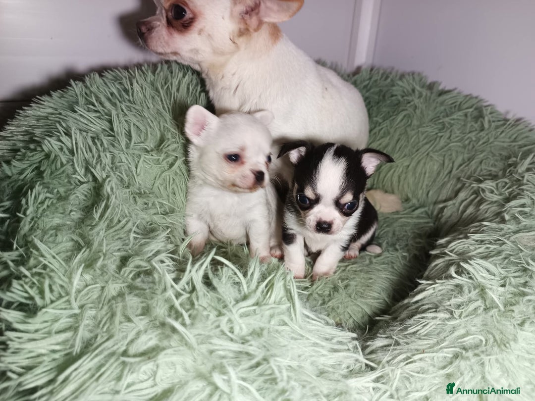 Chihuahua cani in vendita: Due piccoli Chihuahua, nati il 30 settembre 2025 - Annuncio 17