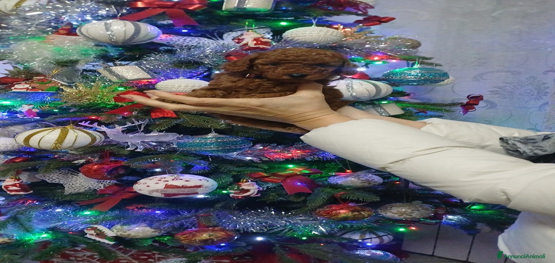 Immagine della galleria {{count}}