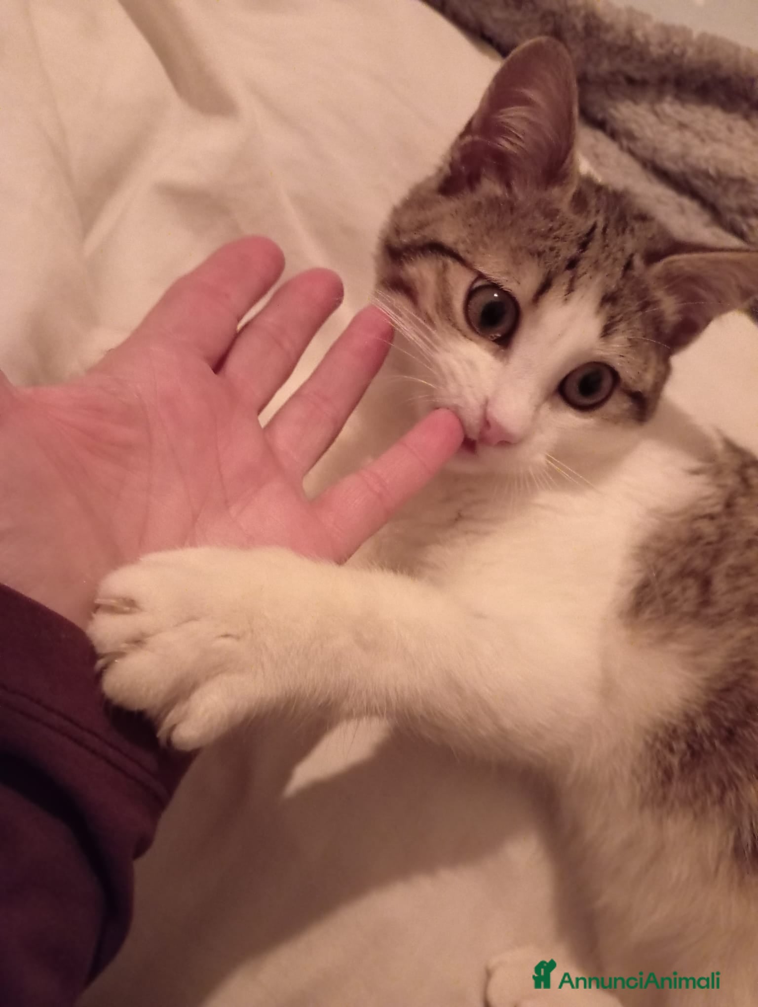 Europeo gatti Micino di tre mesi circa casa - Annuncio 2