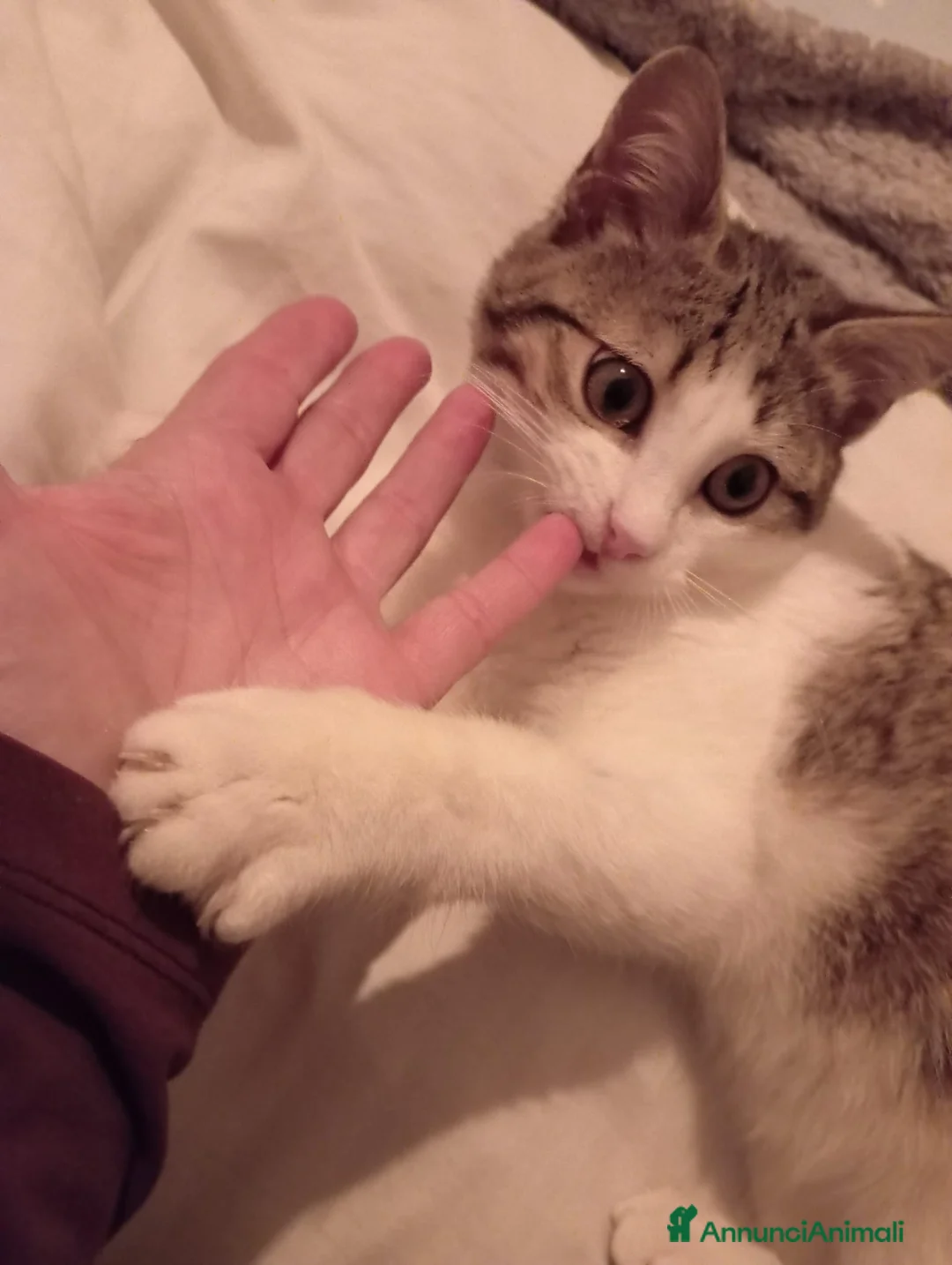 Europeo gatti in regalo: Micino di tre mesi circa casa - Annuncio 2