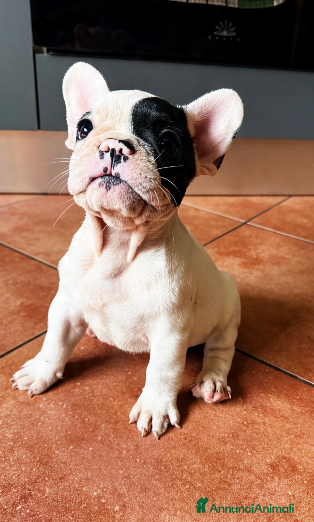 Bulldog Francese cani in vendita: Bulldog francese cuccioli - Annuncio 2