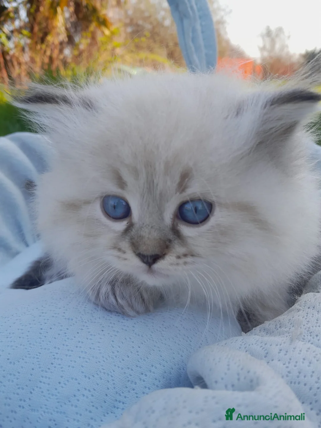 Siberiano gatti in vendita: Siberiano Neva Masquerade  - Annuncio 7