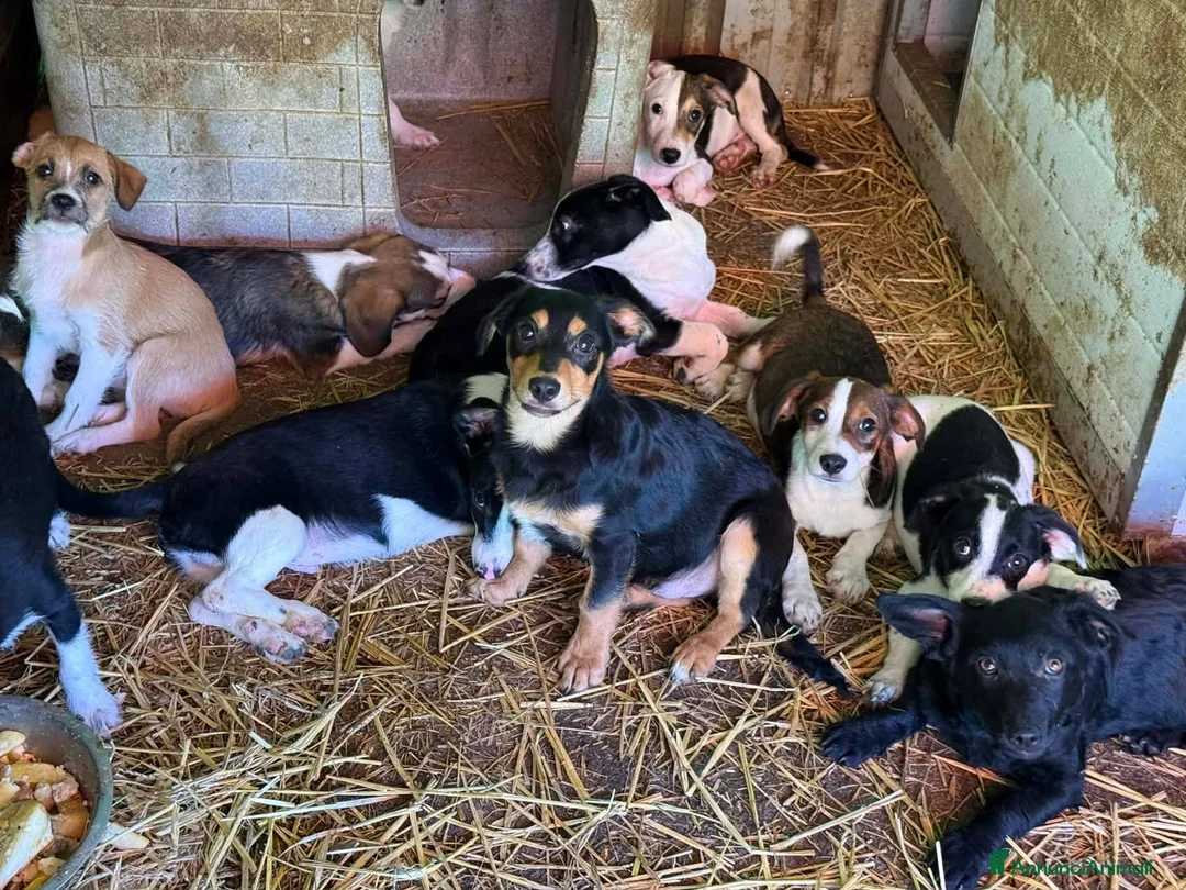 Meticcio cani in regalo: FELIX, il più simpatico del rifugio! TG PICCOLA - Annuncio 10