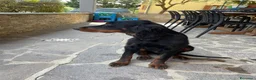 Setter Gordon cani in vendita: ULTIMO splendido cucciolo MASCHIO di Setter Gordon - Annuncio 3