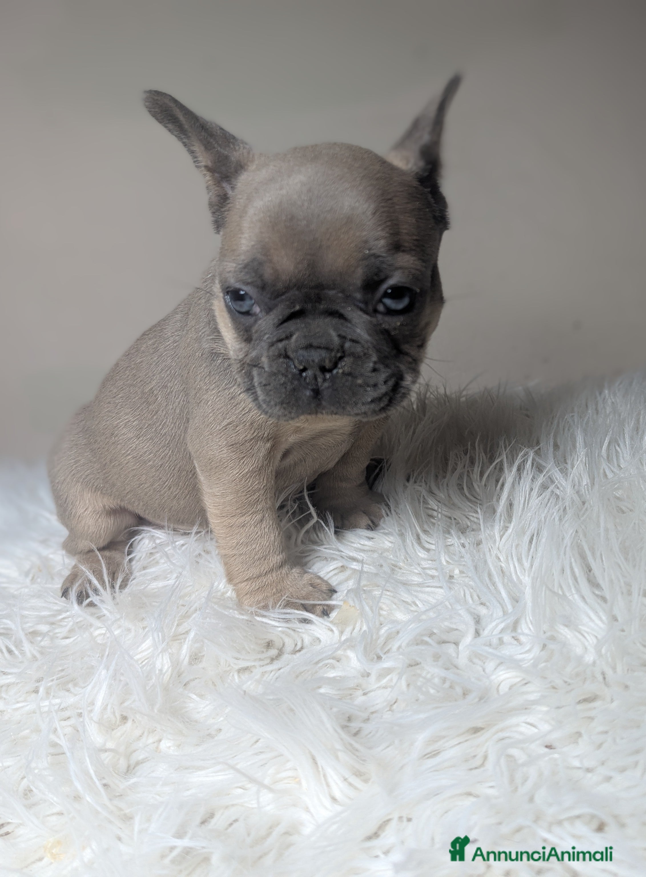 Bulldog Francese cani Bulldog francese blu e blu fawn - Annuncio 14