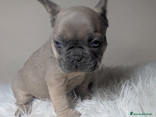 Bulldog Francese cani Bulldog francese blu e blu fawn - Annuncio 1
