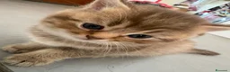 British gatti in vendita: meravigliosi cuccioli gattini British Shorthair  a Città Metropolitana di Torino - Annuncio 3
