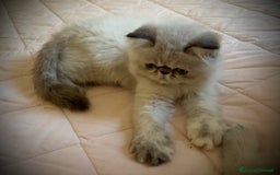 Persiano gatti in vendita: Cucciola persiano seal point a Provincia di Verona - Immagine 6