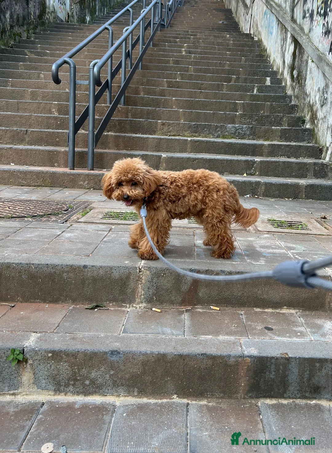 Barboncino Toy cani in vendita: barboncino toy - Annuncio 5
