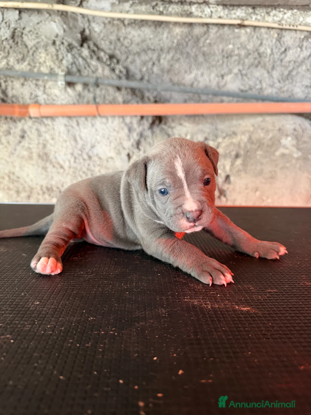 Pitbull cani in vendita: Cuccioli Pit Bull UKC Blue,Black,Red Nose - Annuncio 1