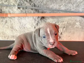 Pitbull cani Cuccioli Pit Bull UKC Blue,Black,Red Nose - Annuncio 1