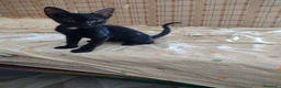 Meticcio gatti in regalo: Ciao a tutti da Sofì.! Splendida gattina di 2 mesi - Annuncio 1
