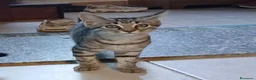Maine Coon gatti in vendita: Simil maine coon  - Annuncio 4