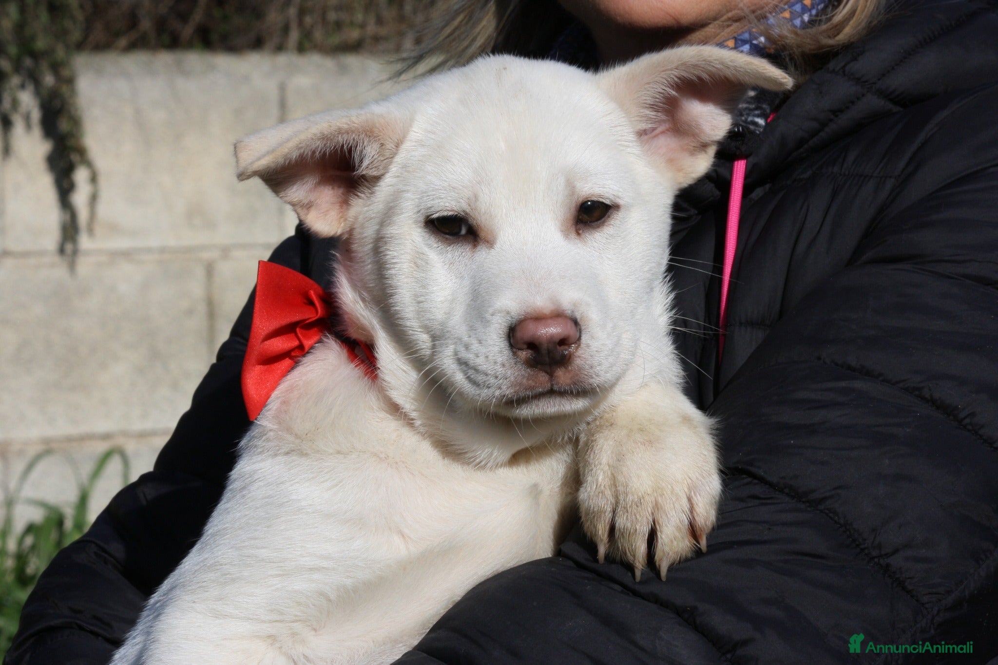 Meticcio cani Zack stupendo e dolce cucciolo in adozione  - Annuncio 25
