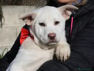 Meticcio cani Zack stupendo e dolce cucciolo in adozione - Annuncio 12