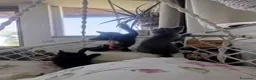 British gatti in vendita: Gattini British shorthair a Provincia di Forlì-Cesena - Annuncio 5
