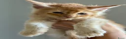 Maine Coon gatti in vendita: Maine Coon - Annuncio 3