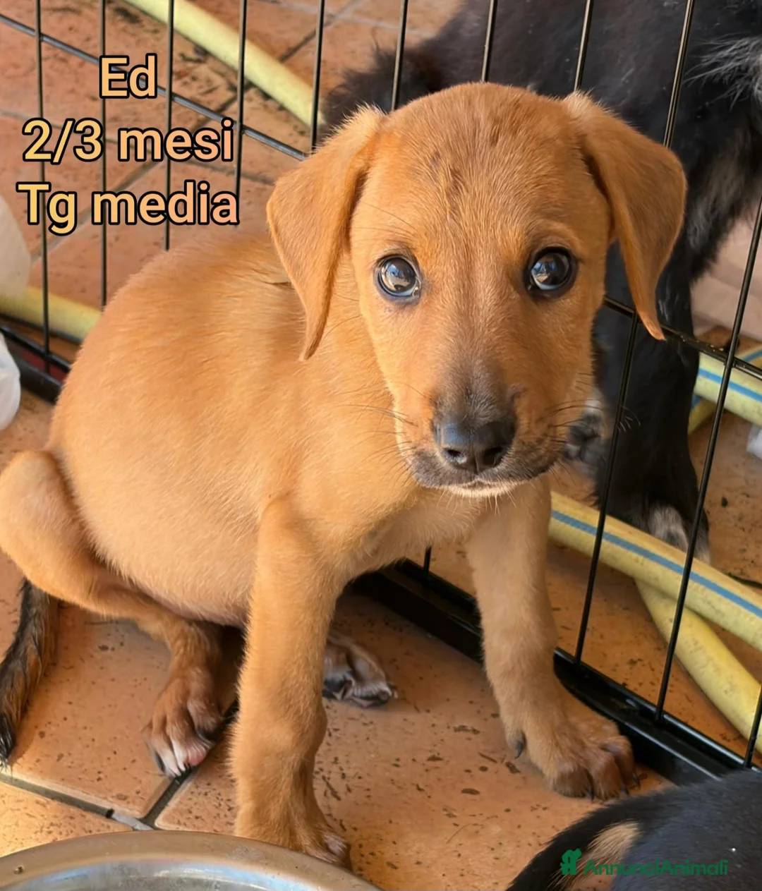 Meticcio cani in regalo: TROPPI CUCCIOLI SOLI IN RIFUGIO  a Provincia di Verona - Annuncio 2