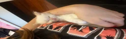 Siberiano gatti in vendita: Disponili cuccioli siberiani! Occhi azzurri! - Annuncio 3