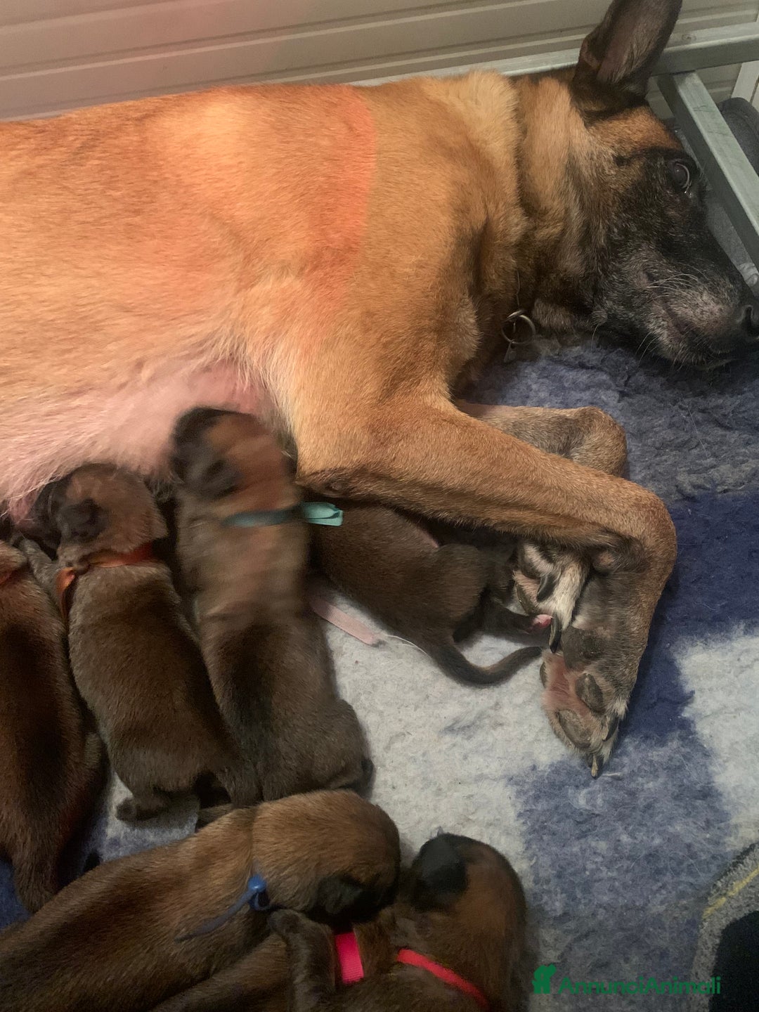 Pastore Belga cani in vendita: Cucciolo pastore belga Malinois  - Annuncio 1