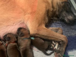 Pastore Belga cani Cucciolo pastore belga Malinois - Annuncio 2