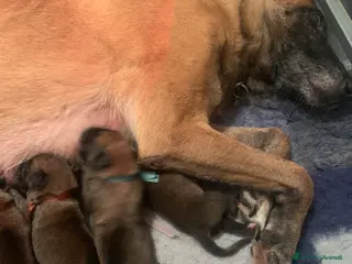 Pastore Belga cani Cucciolo pastore belga Malinois - Annuncio 2