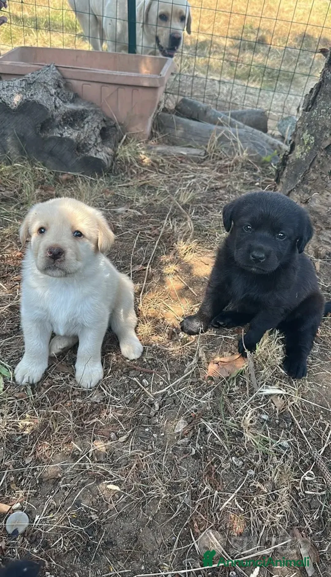 Labrador cani in vendita: Labrador  a Provincia di Vibo Valentia - Annuncio 3