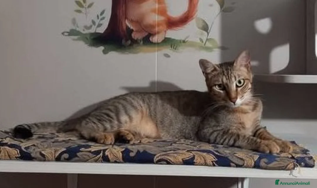 Europeo gatti in regalo: Tenero micino da adottare, JAMES! - Annuncio 2