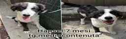 Meticcio cani in regalo: TROPPI CUCCIOLI SOLI IN RIFUGIO  a Provincia di Verona - Annuncio 7