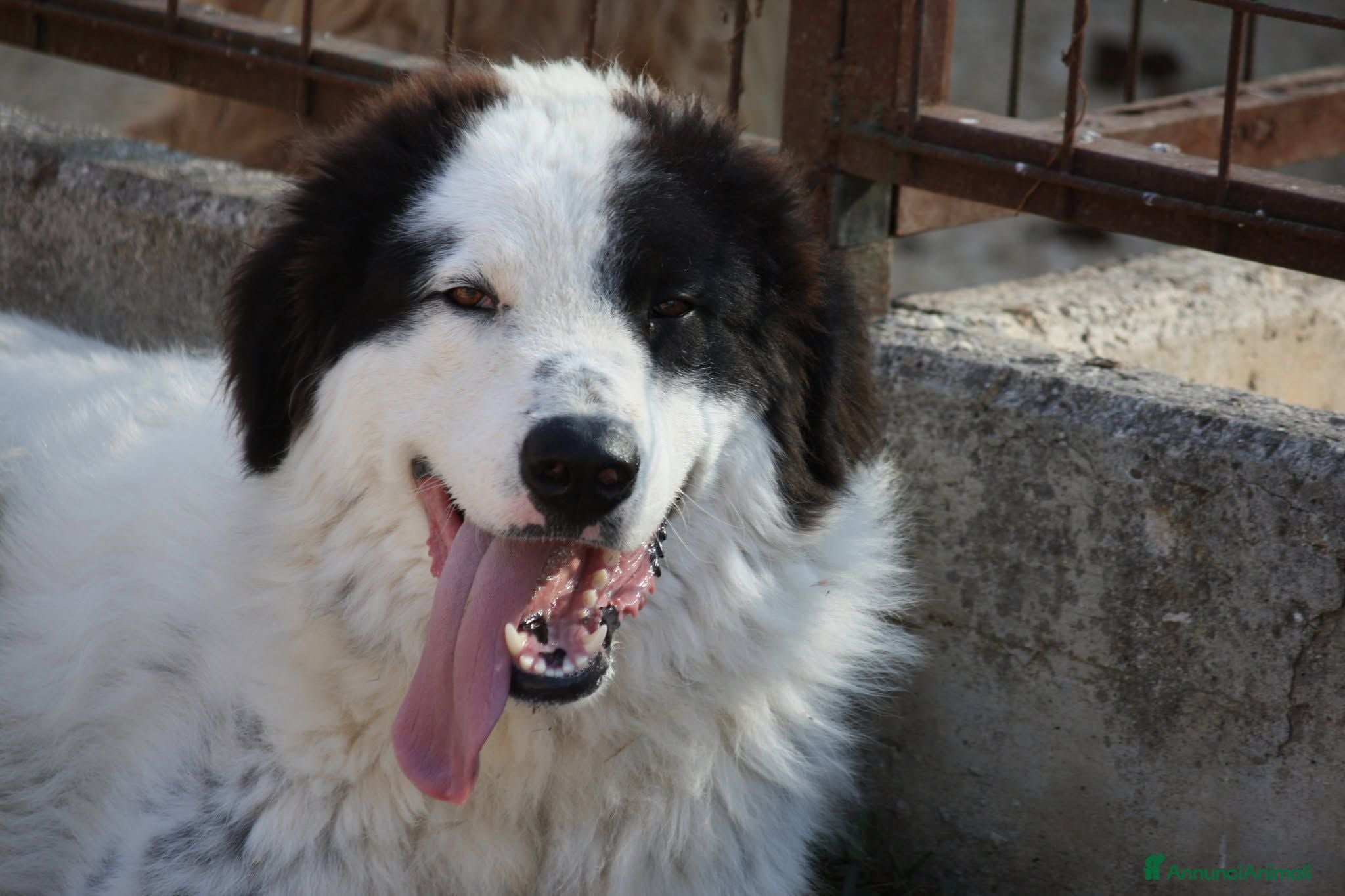 Meticcio cani Giulio Cesare spettacolo in adozione  - Annuncio 12