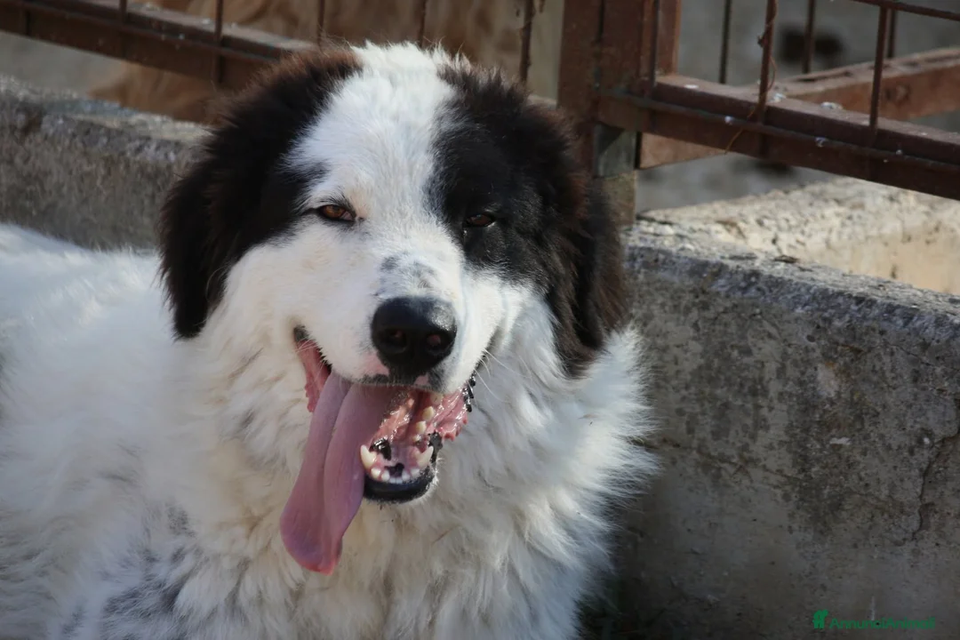 Meticcio cani in regalo: Giulio Cesare spettacolo in adozione  - Annuncio 1
