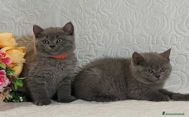 British gatti a Provincia di Pavia - Annuncio 4