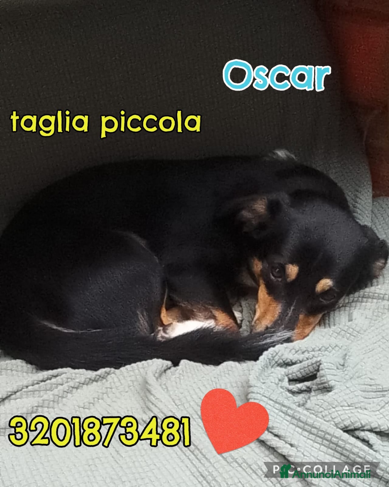 Meticcio cani OSCAR 💙 - taglia medio piccola cerca casa!!! 😍 - Annuncio 37