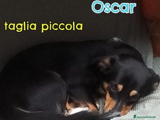Meticcio cani OSCAR 💙 - taglia medio piccola cerca casa!!! 😍 - Annuncio 40