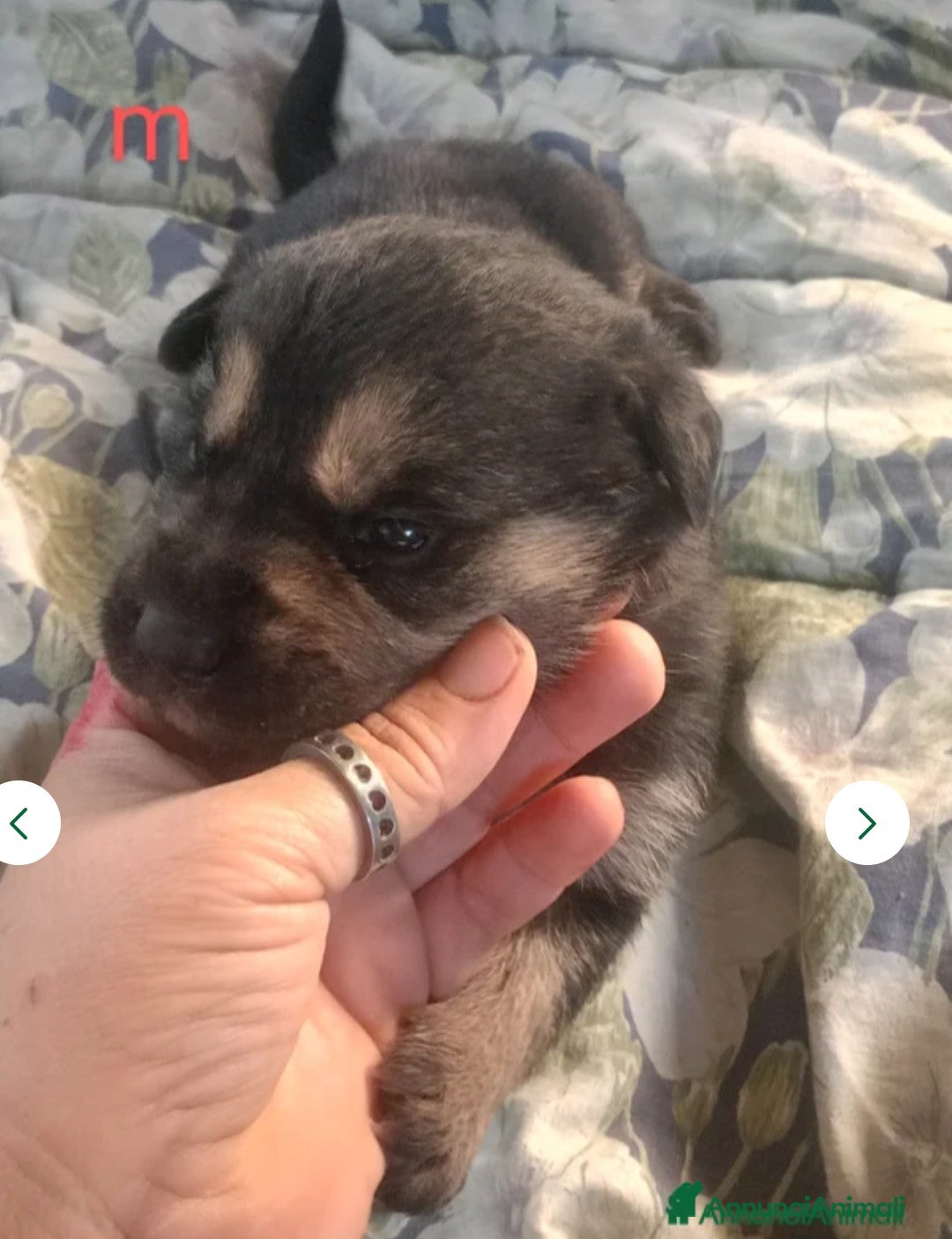 Pastore Tedesco cani in vendita: splendidi cuccioli pastore tedesco  - Annuncio 5