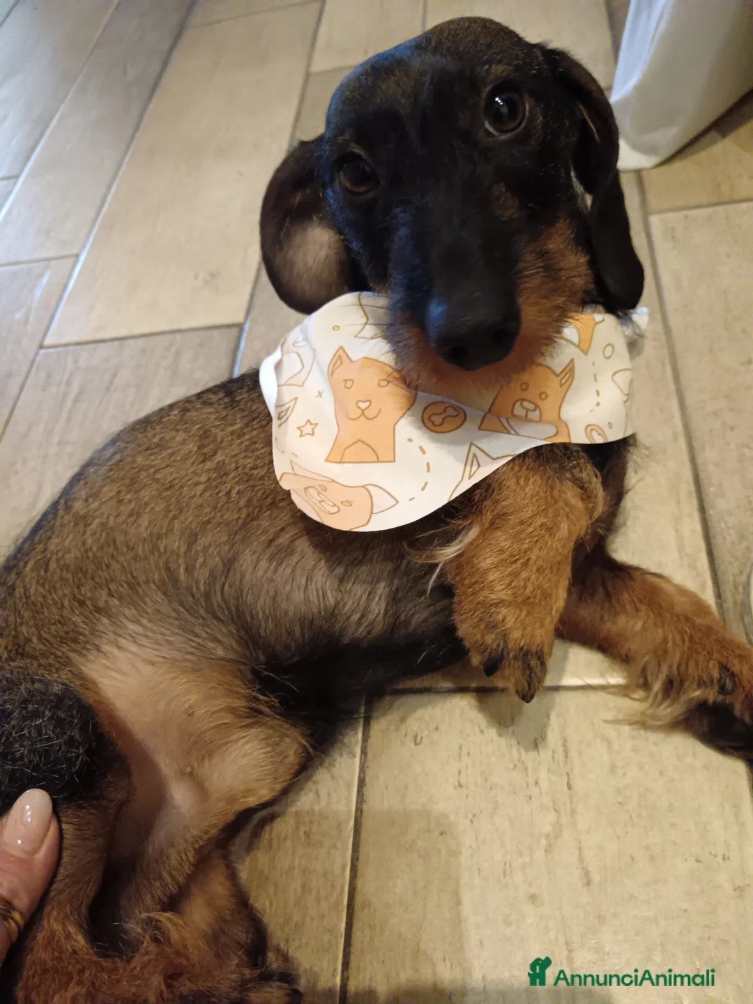 Bassotto cani in vendita: Bassotto pelo duro - Annuncio 2