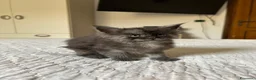 Maine Coon gatti in vendita: Cucciolo Maine Coon pedigree ANFI - Annuncio 11