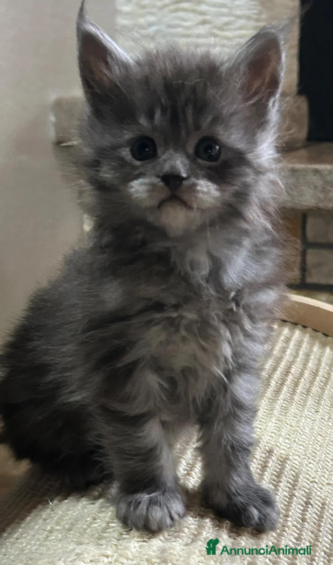 Maine Coon gatti in vendita: Maine Coon  - Annuncio 3