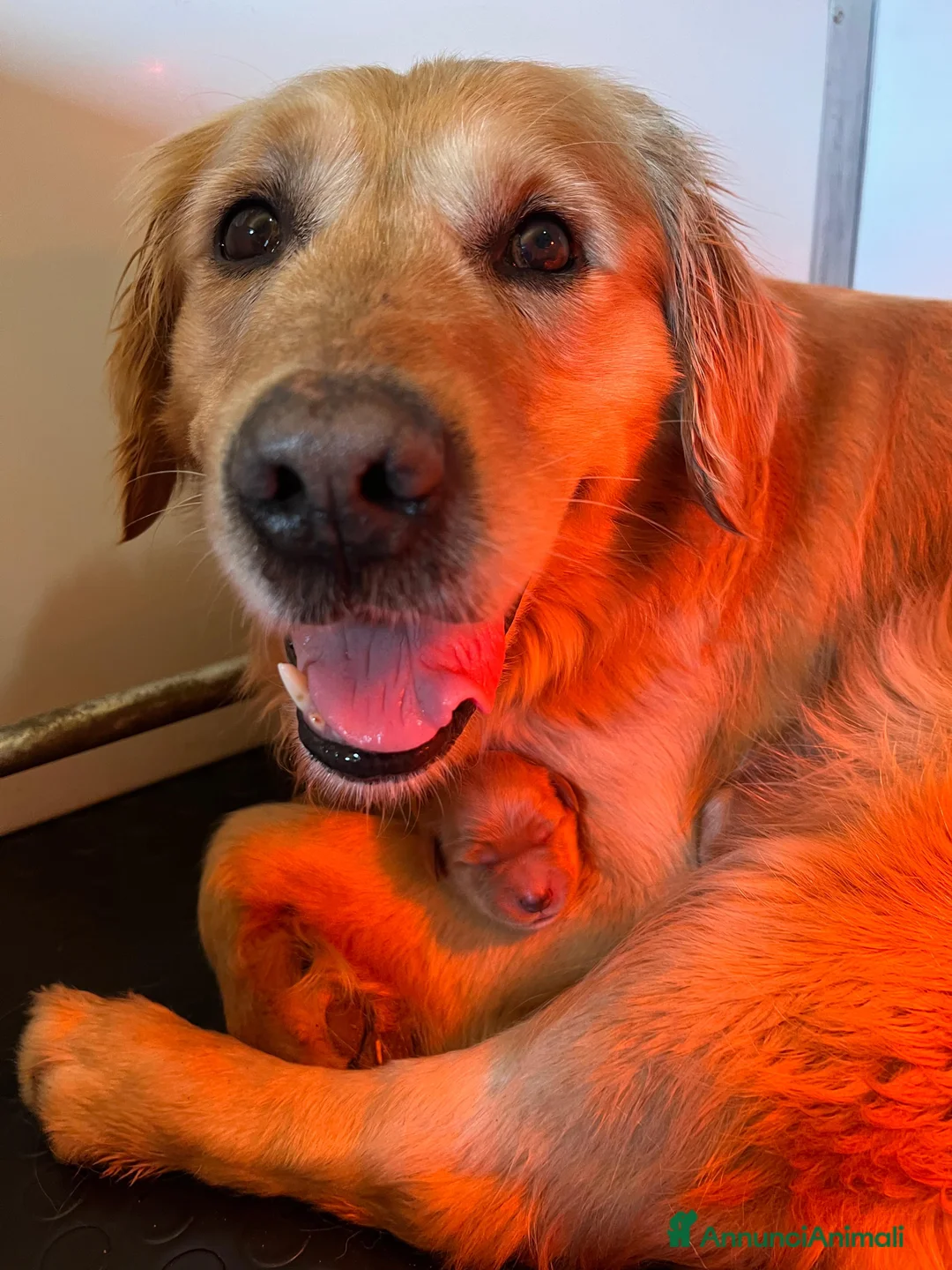 Meticcio cani in vendita: Goldendoodle cuccioli – carattere dolcissimo - Annuncio 2